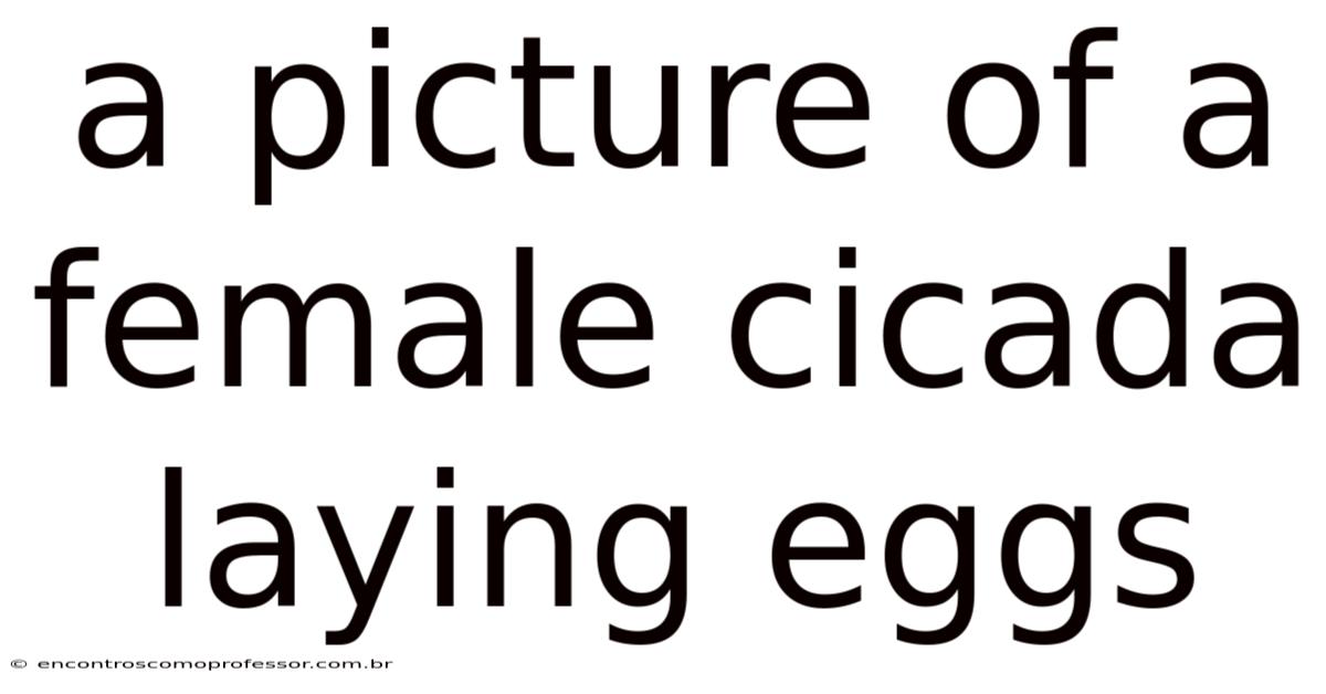 A Picture Of A Female Cicada Laying Eggs