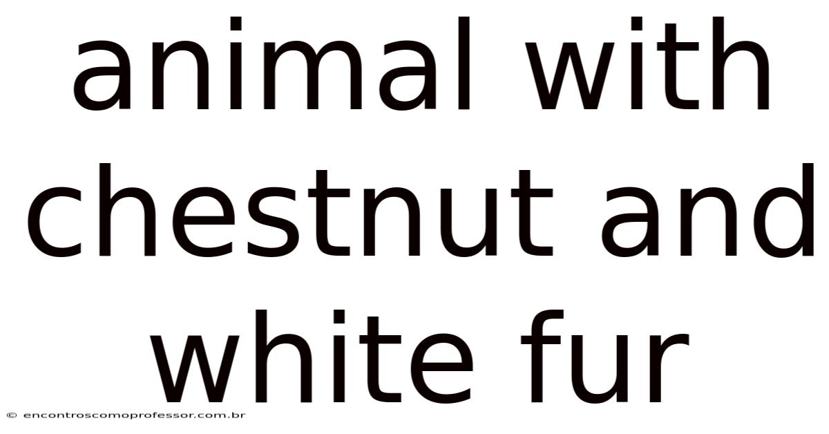 Animal With Chestnut And White Fur