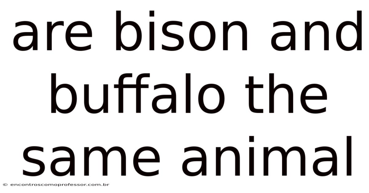 Are Bison And Buffalo The Same Animal