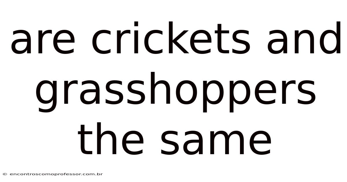 Are Crickets And Grasshoppers The Same