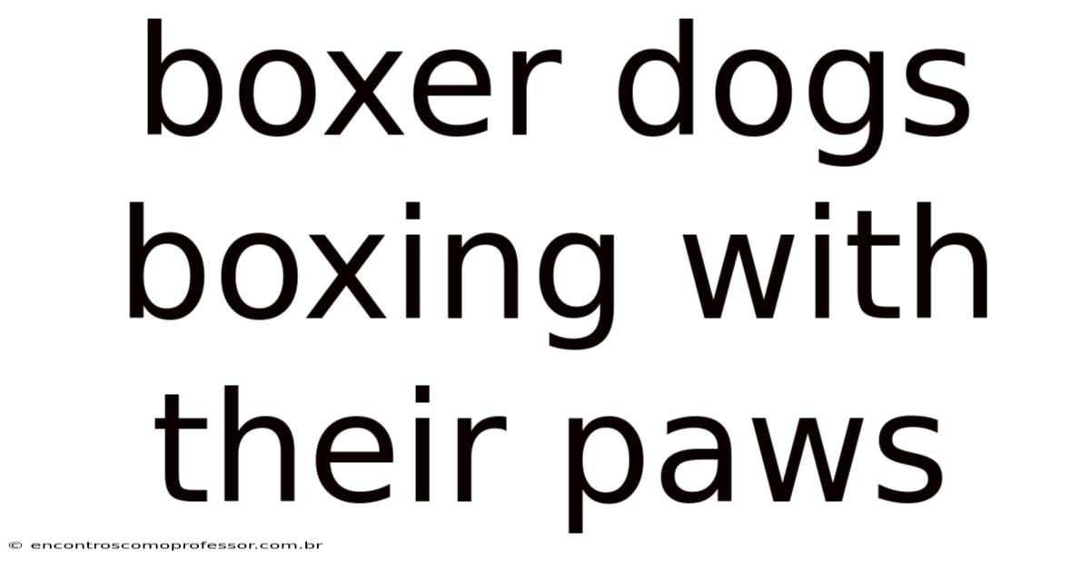 Boxer Dogs Boxing With Their Paws