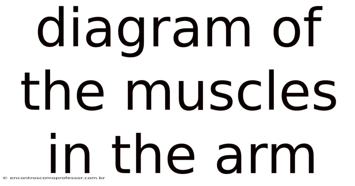 Diagram Of The Muscles In The Arm