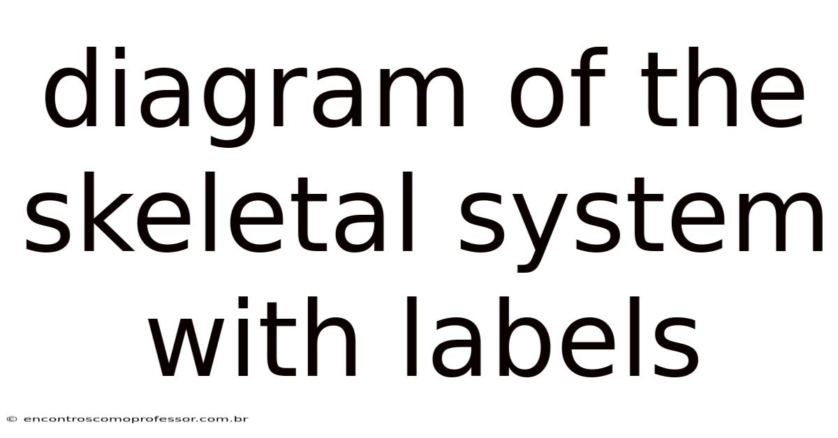 Diagram Of The Skeletal System With Labels