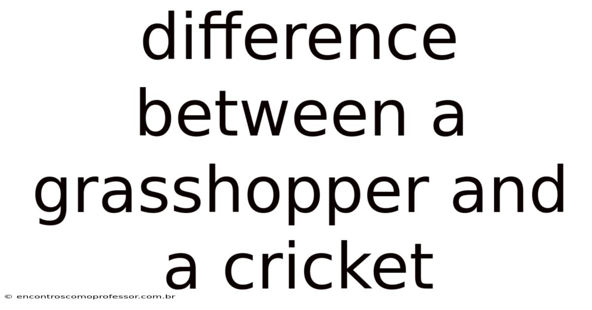 Difference Between A Grasshopper And A Cricket