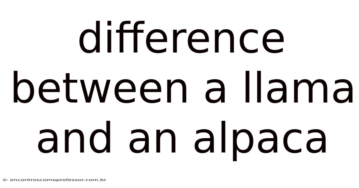 Difference Between A Llama And An Alpaca