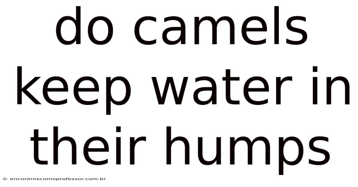 Do Camels Keep Water In Their Humps