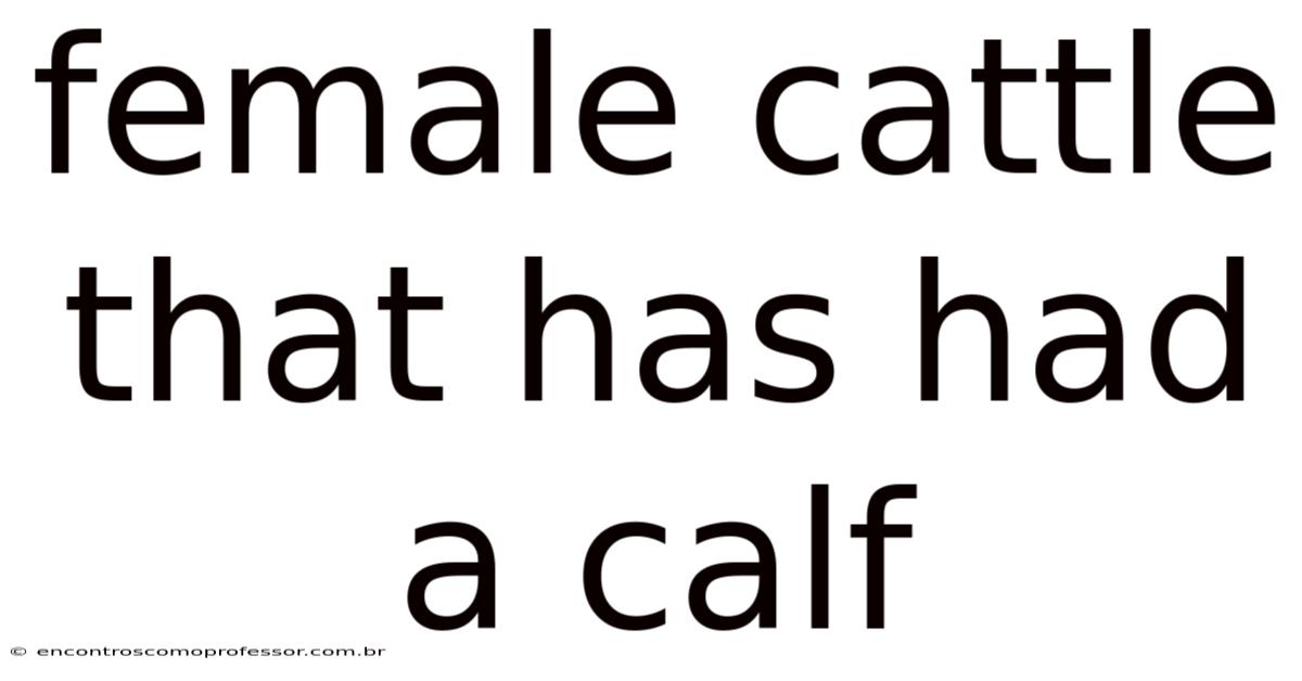 Female Cattle That Has Had A Calf