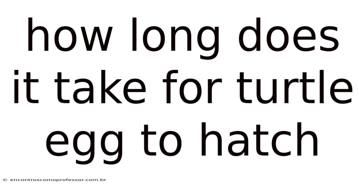How Long Does It Take For Turtle Egg To Hatch