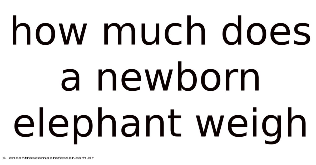 How Much Does A Newborn Elephant Weigh
