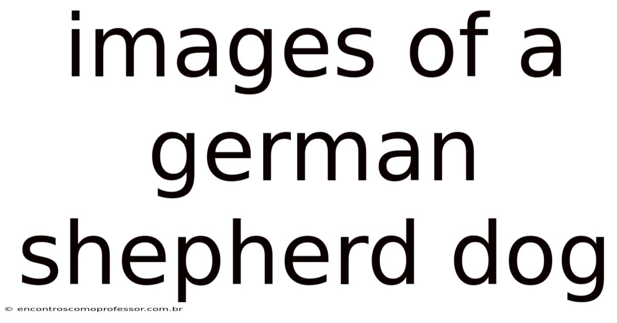 Images Of A German Shepherd Dog