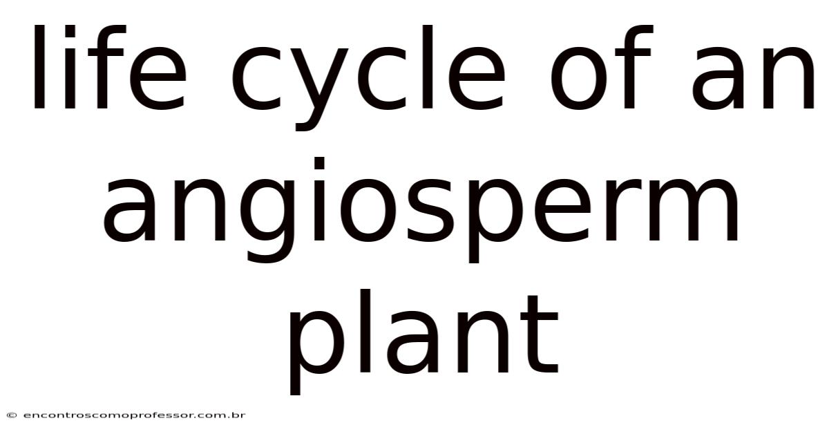 Life Cycle Of An Angiosperm Plant