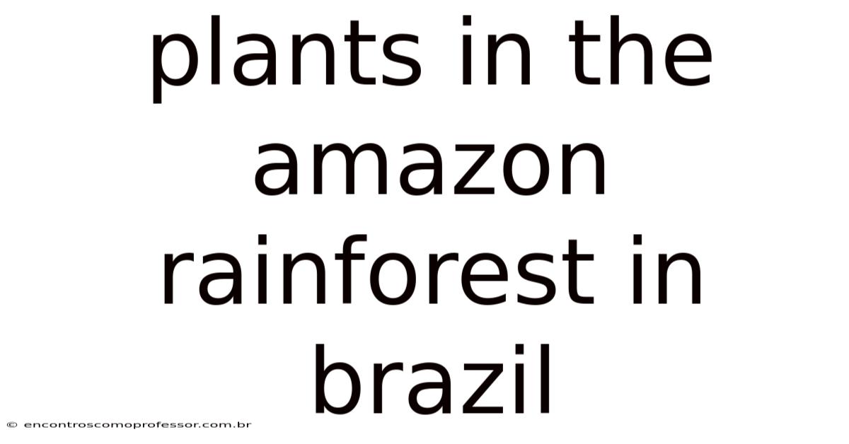 Plants In The Amazon Rainforest In Brazil