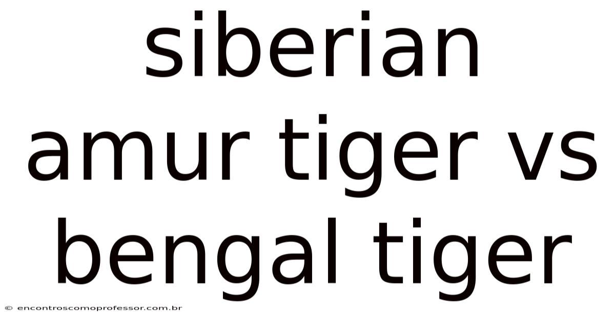 Siberian Amur Tiger Vs Bengal Tiger