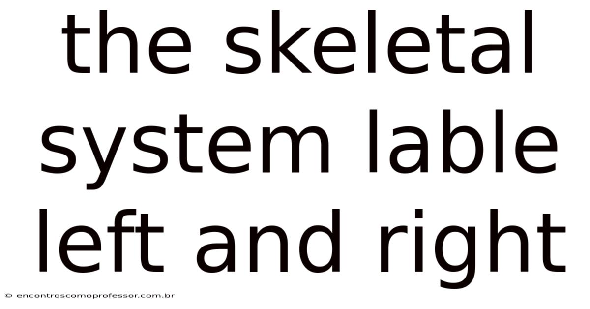 The Skeletal System Lable Left And Right