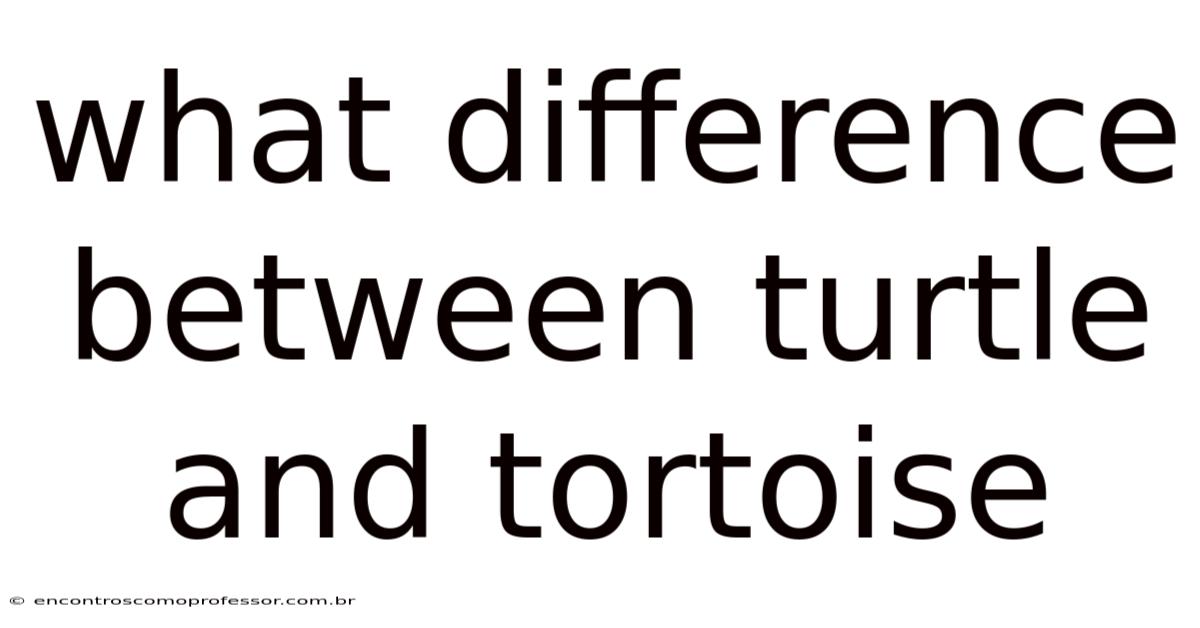 What Difference Between Turtle And Tortoise
