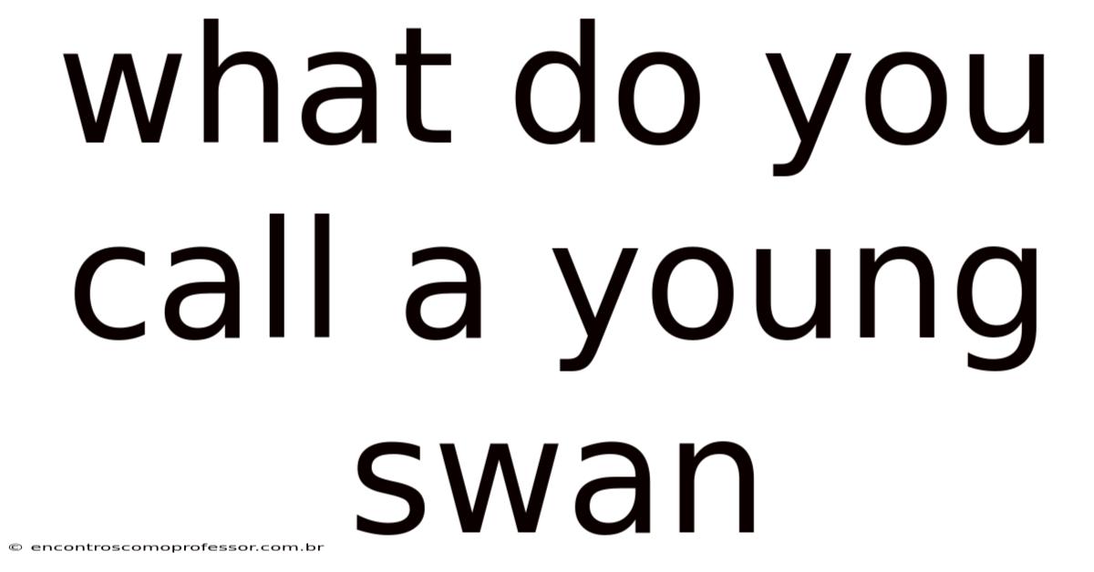 What Do You Call A Young Swan