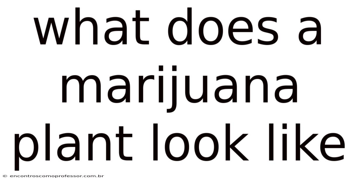 What Does A Marijuana Plant Look Like