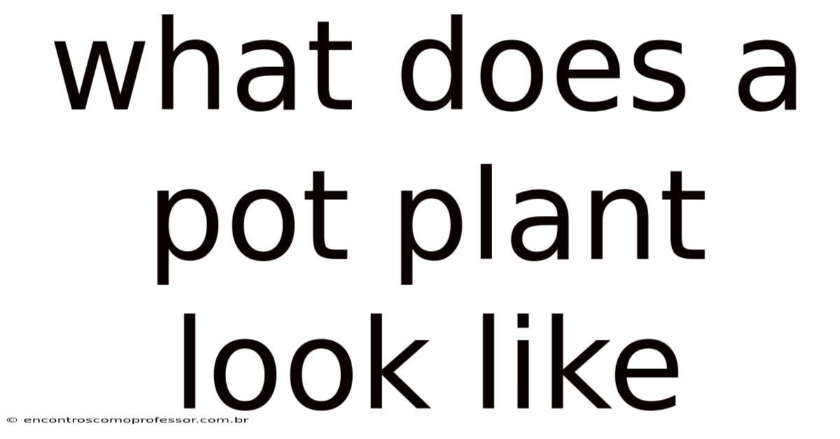 What Does A Pot Plant Look Like