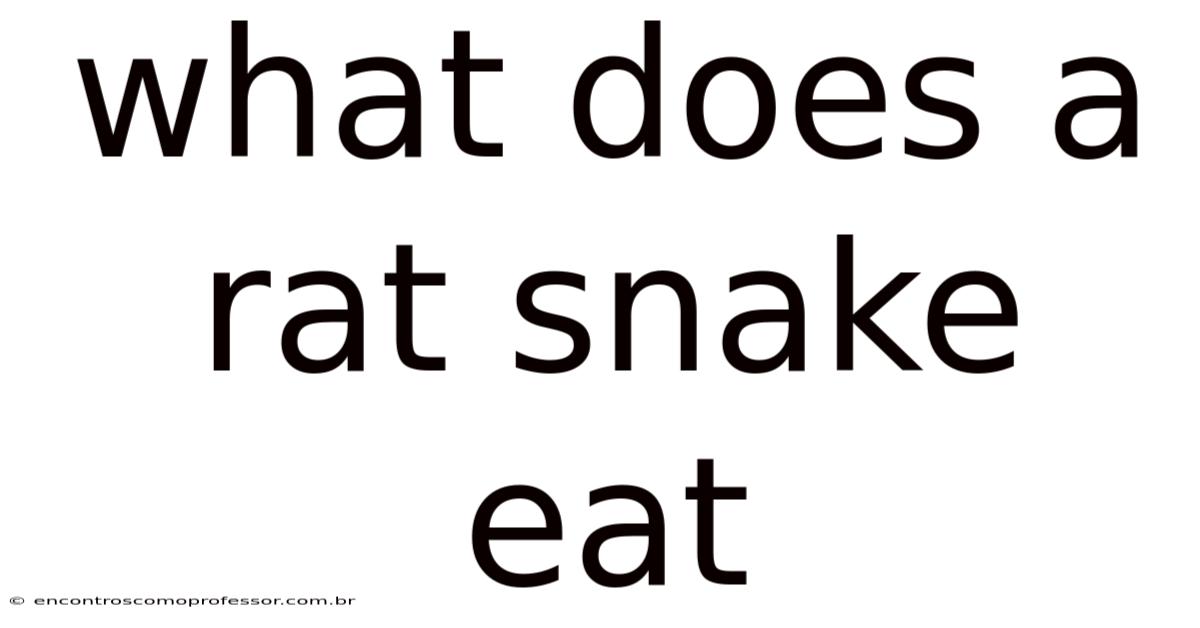 What Does A Rat Snake Eat