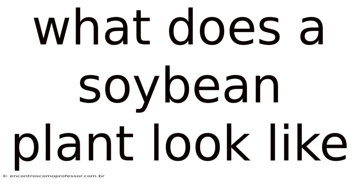What Does A Soybean Plant Look Like