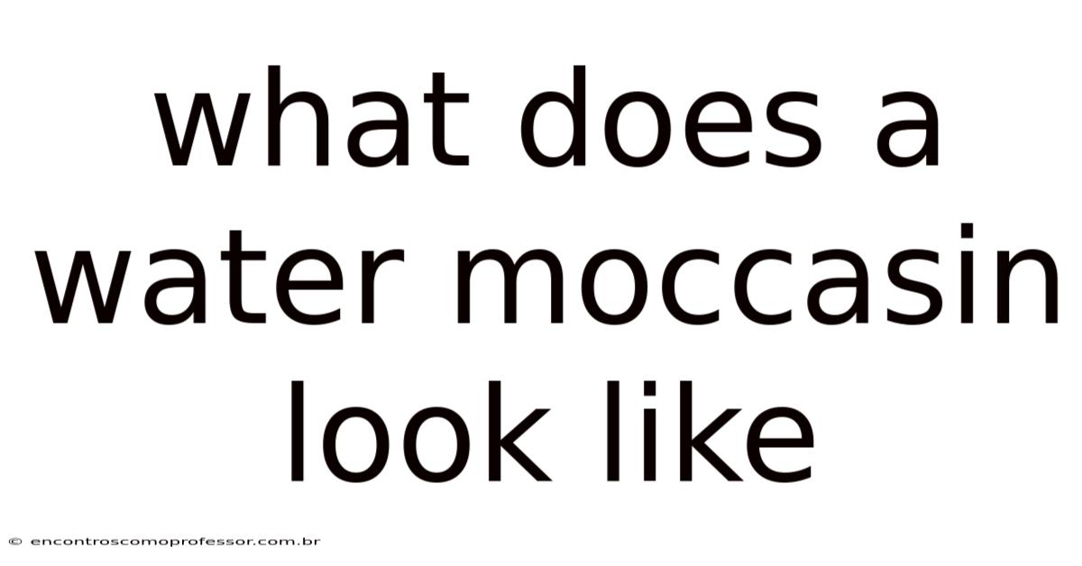 What Does A Water Moccasin Look Like