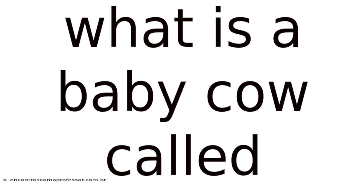 What Is A Baby Cow Called