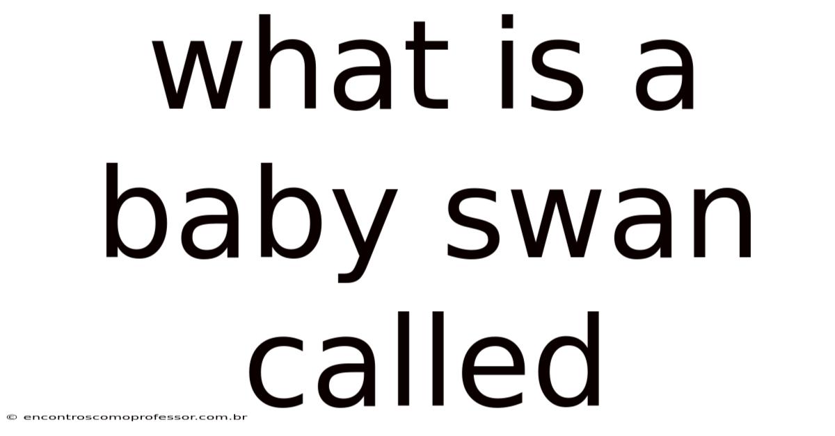 What Is A Baby Swan Called