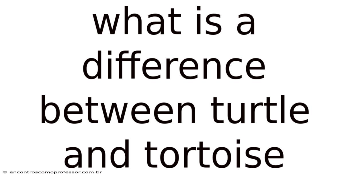 What Is A Difference Between Turtle And Tortoise