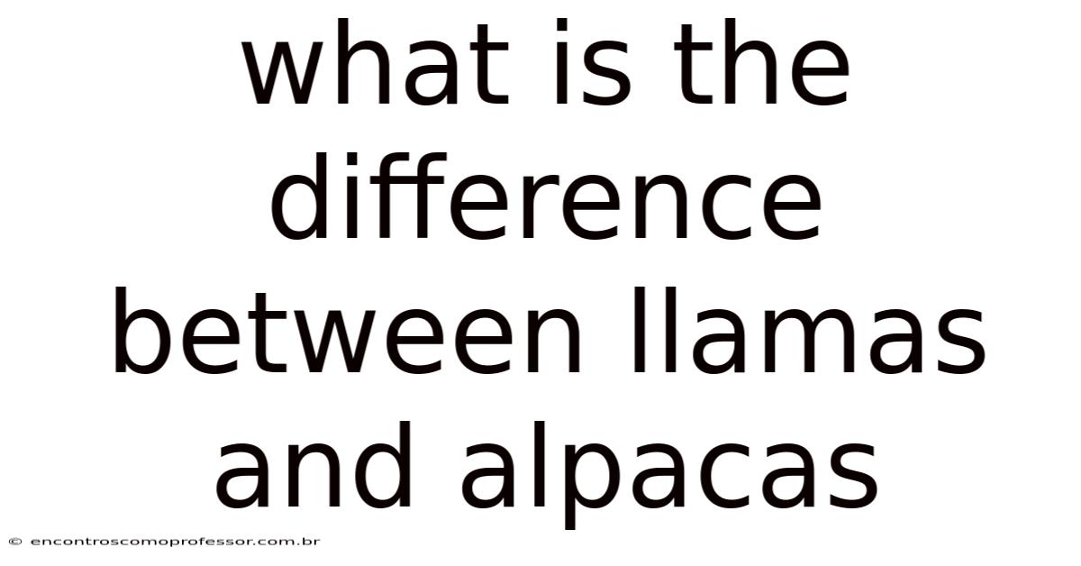 What Is The Difference Between Llamas And Alpacas