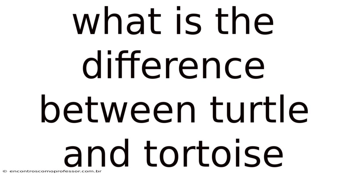What Is The Difference Between Turtle And Tortoise