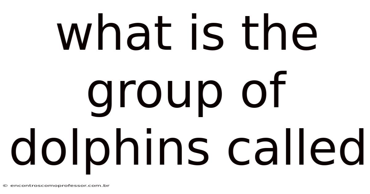 What Is The Group Of Dolphins Called