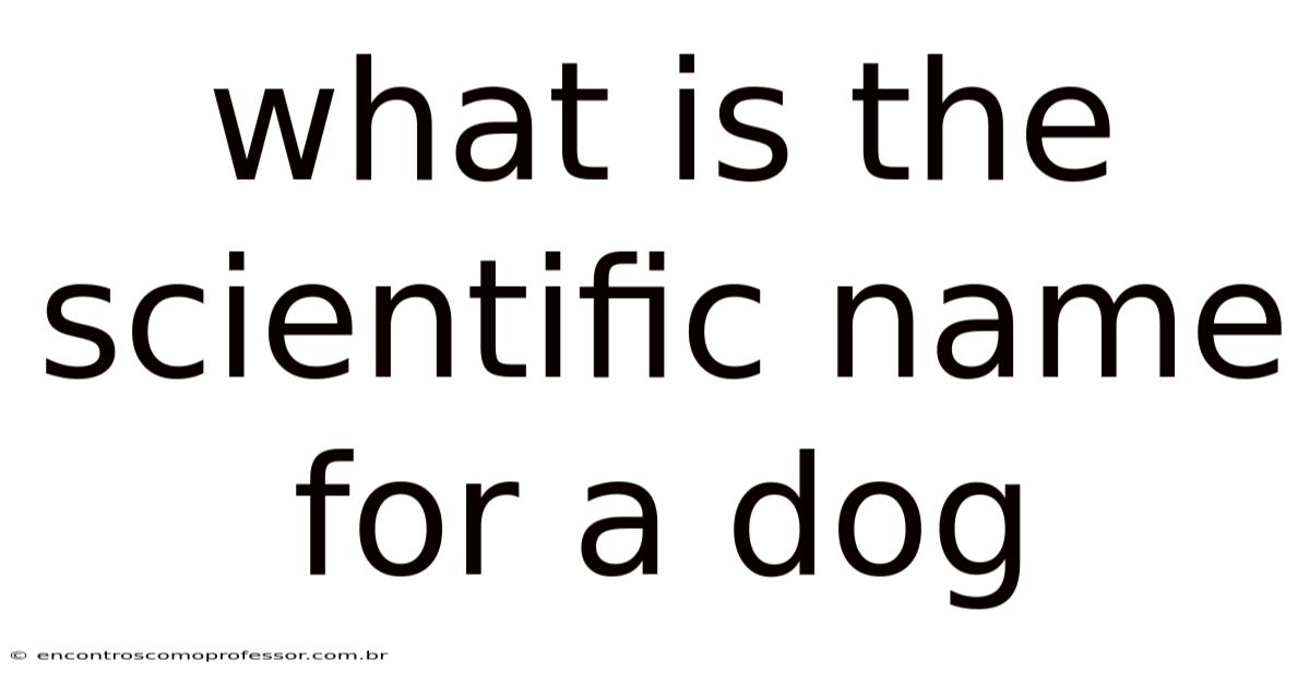 What Is The Scientific Name For A Dog