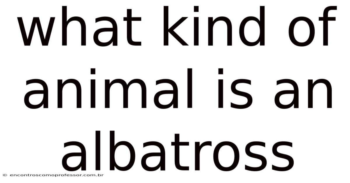 What Kind Of Animal Is An Albatross