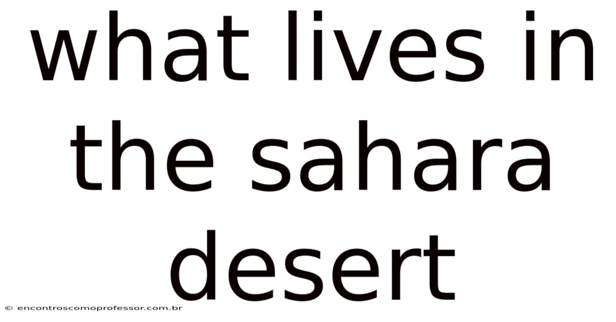 What Lives In The Sahara Desert