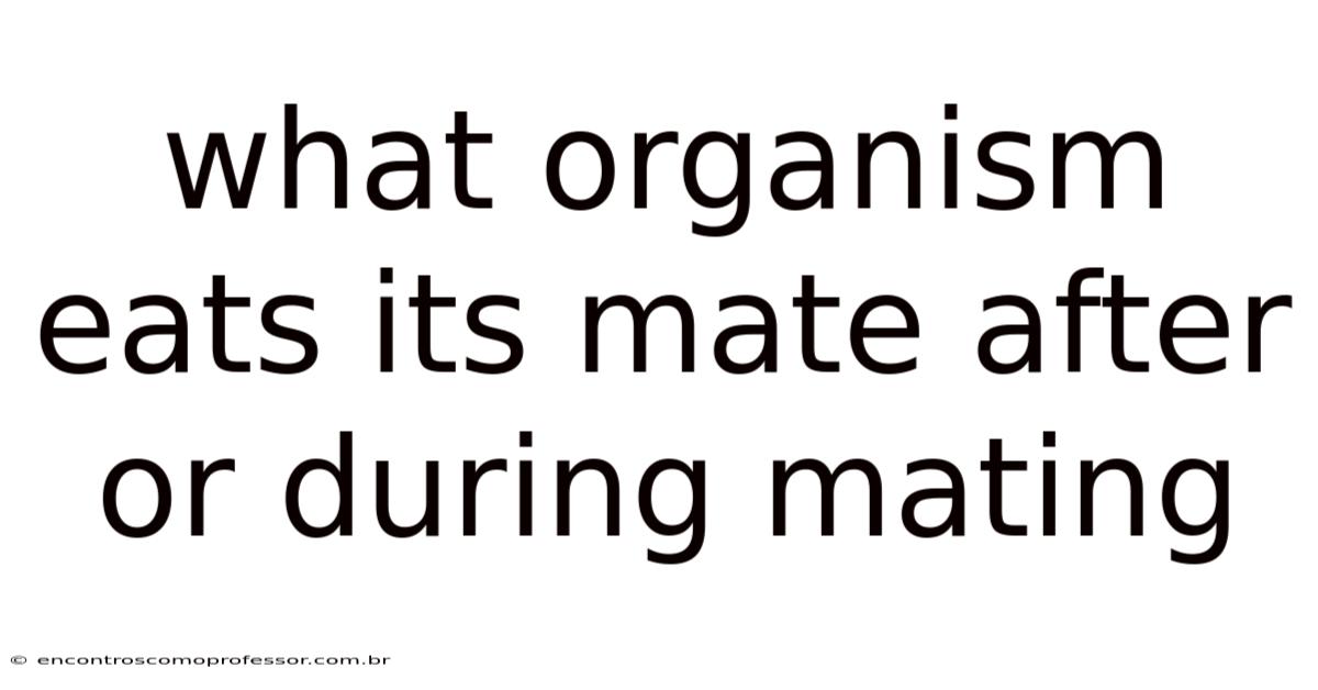 What Organism Eats Its Mate After Or During Mating
