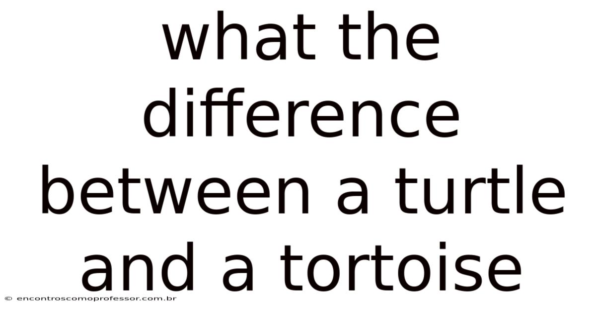 What The Difference Between A Turtle And A Tortoise