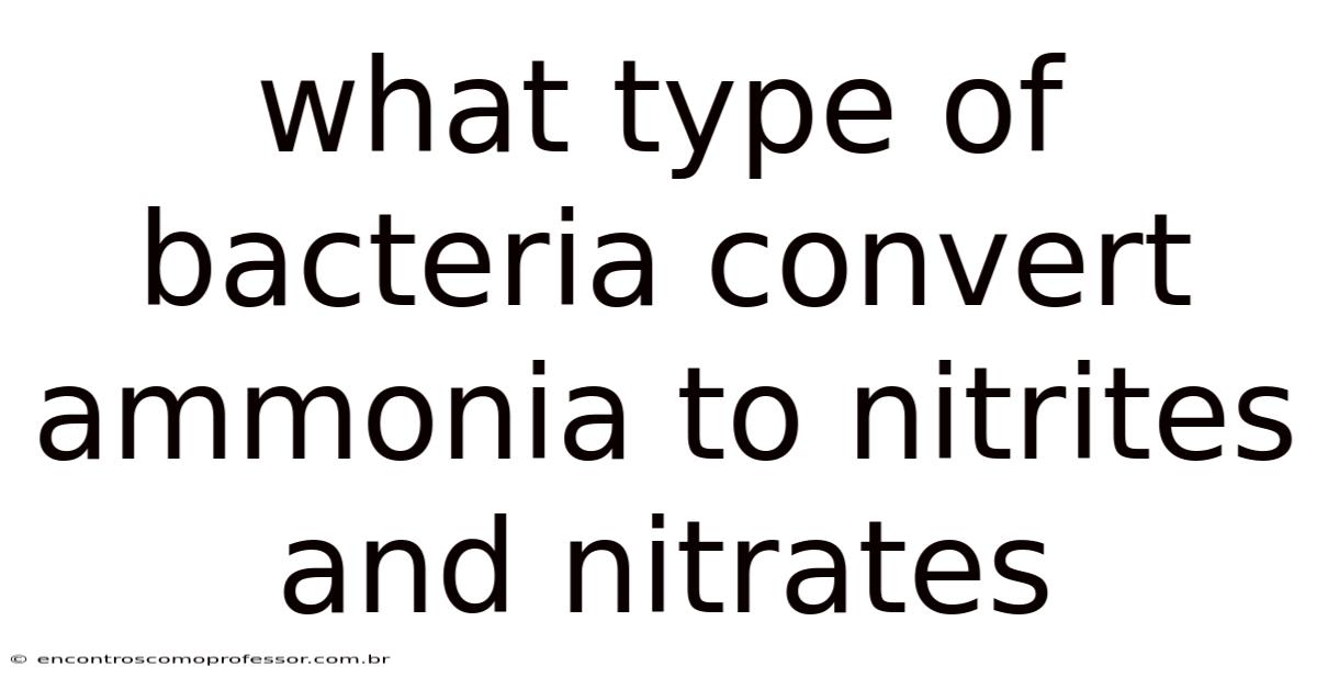 What Type Of Bacteria Convert Ammonia To Nitrites And Nitrates