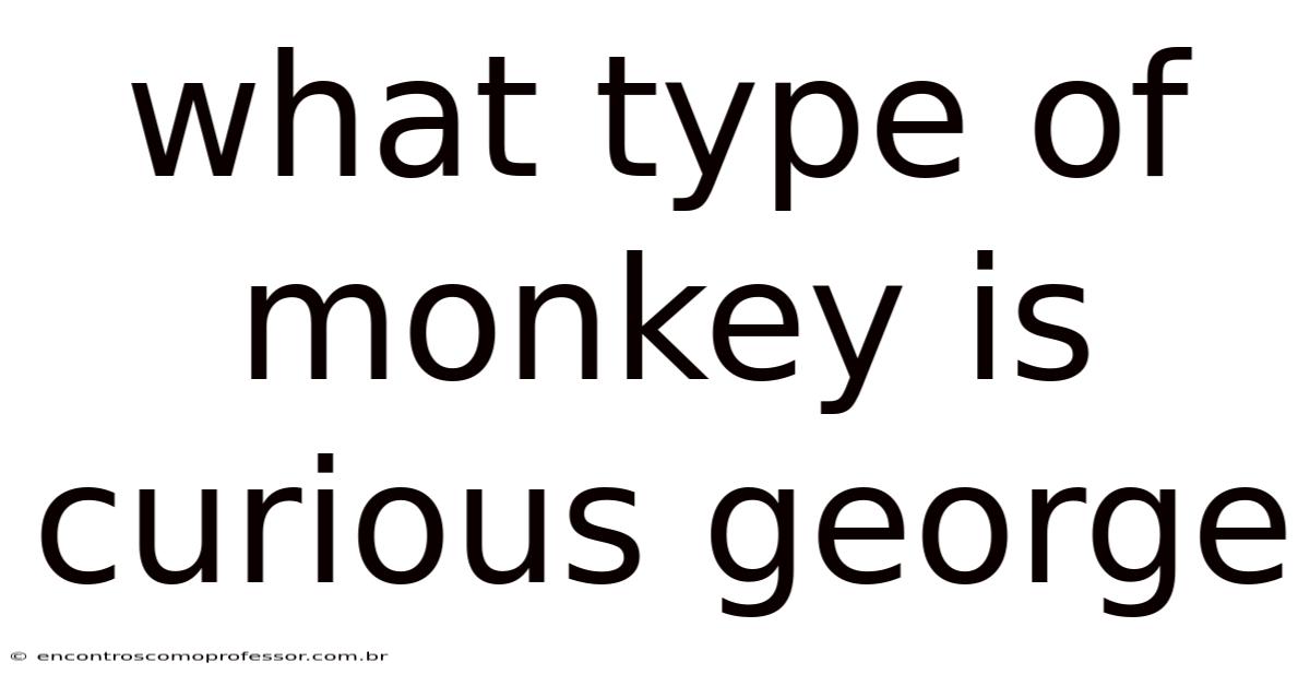 What Type Of Monkey Is Curious George