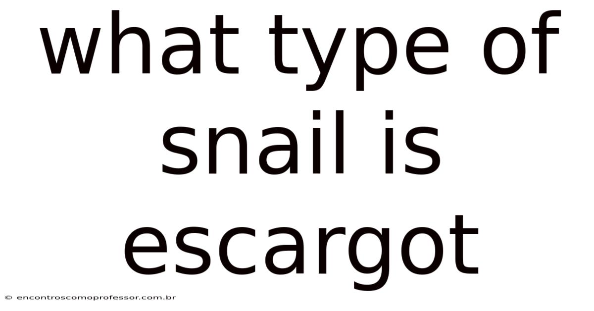 What Type Of Snail Is Escargot