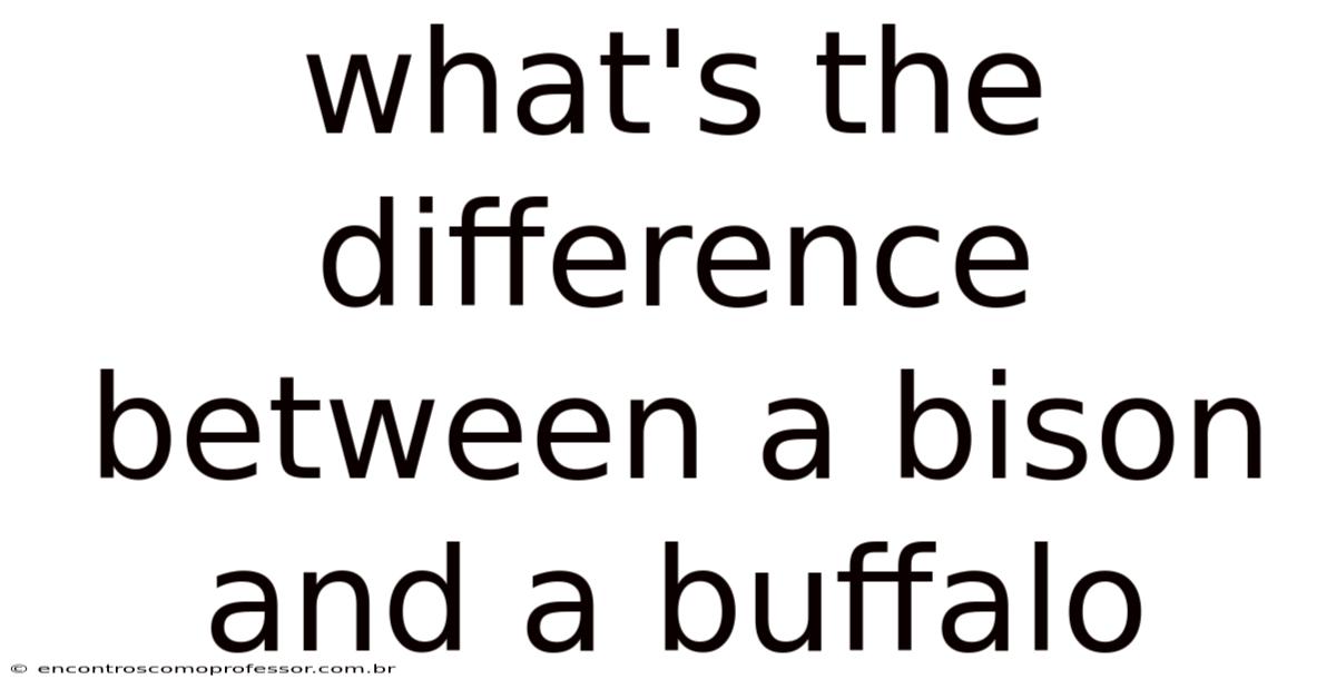 What's The Difference Between A Bison And A Buffalo