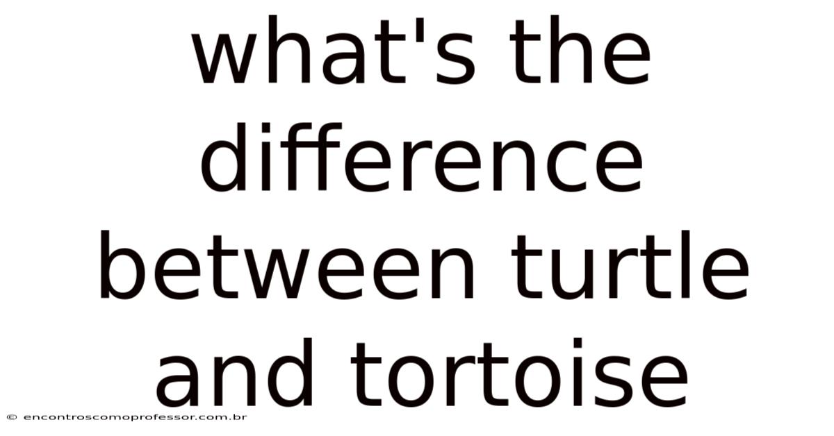 What's The Difference Between Turtle And Tortoise