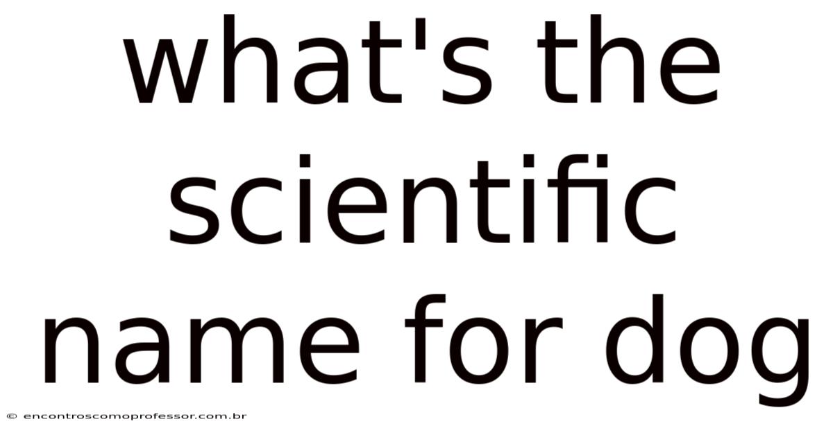 What's The Scientific Name For Dog