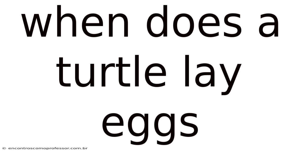 When Does A Turtle Lay Eggs