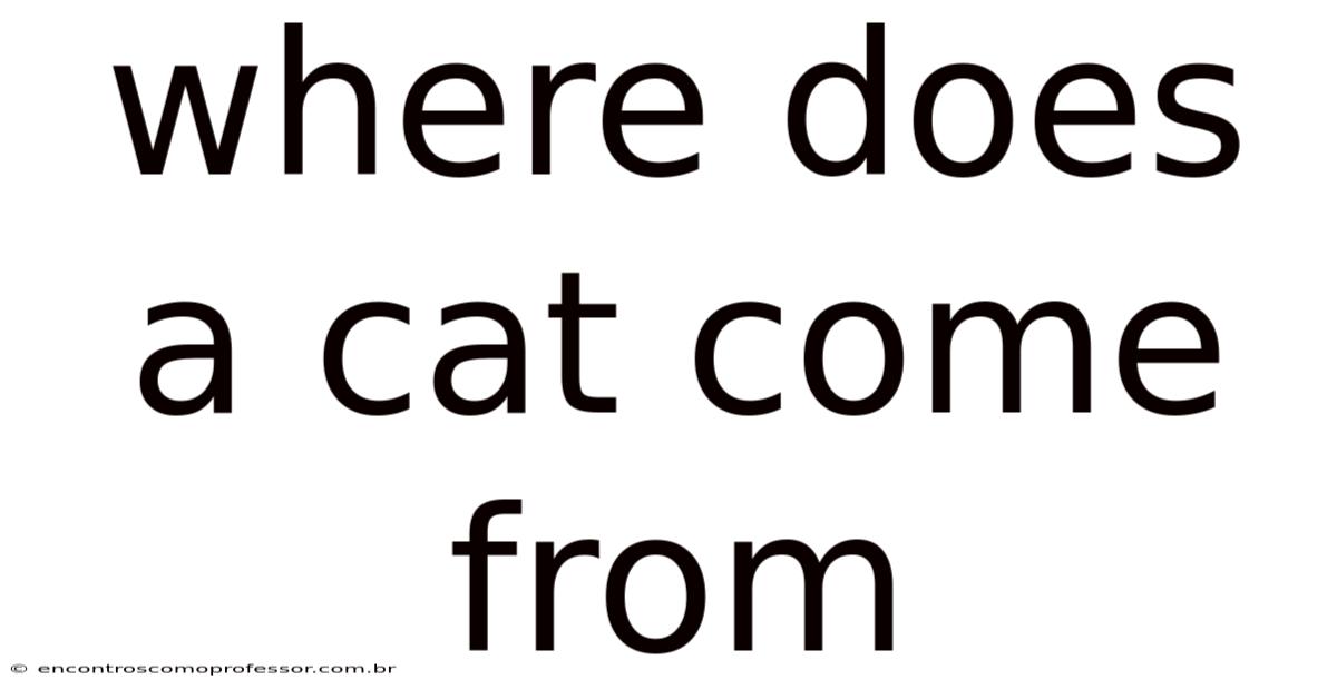 Where Does A Cat Come From