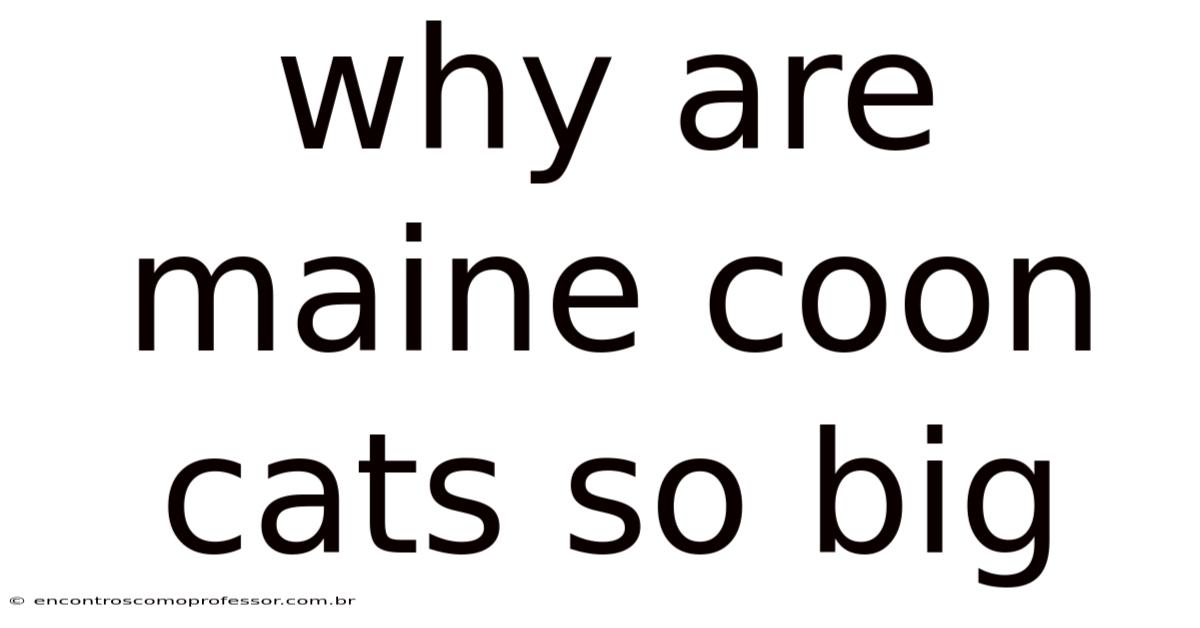 Why Are Maine Coon Cats So Big