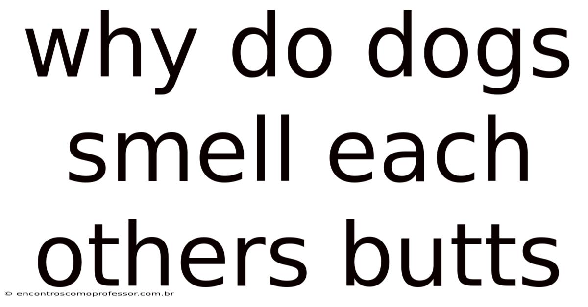 Why Do Dogs Smell Each Others Butts