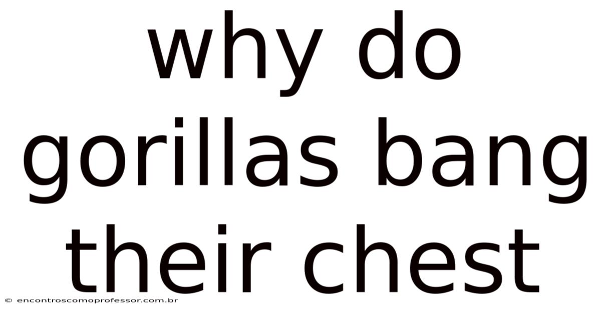 Why Do Gorillas Bang Their Chest