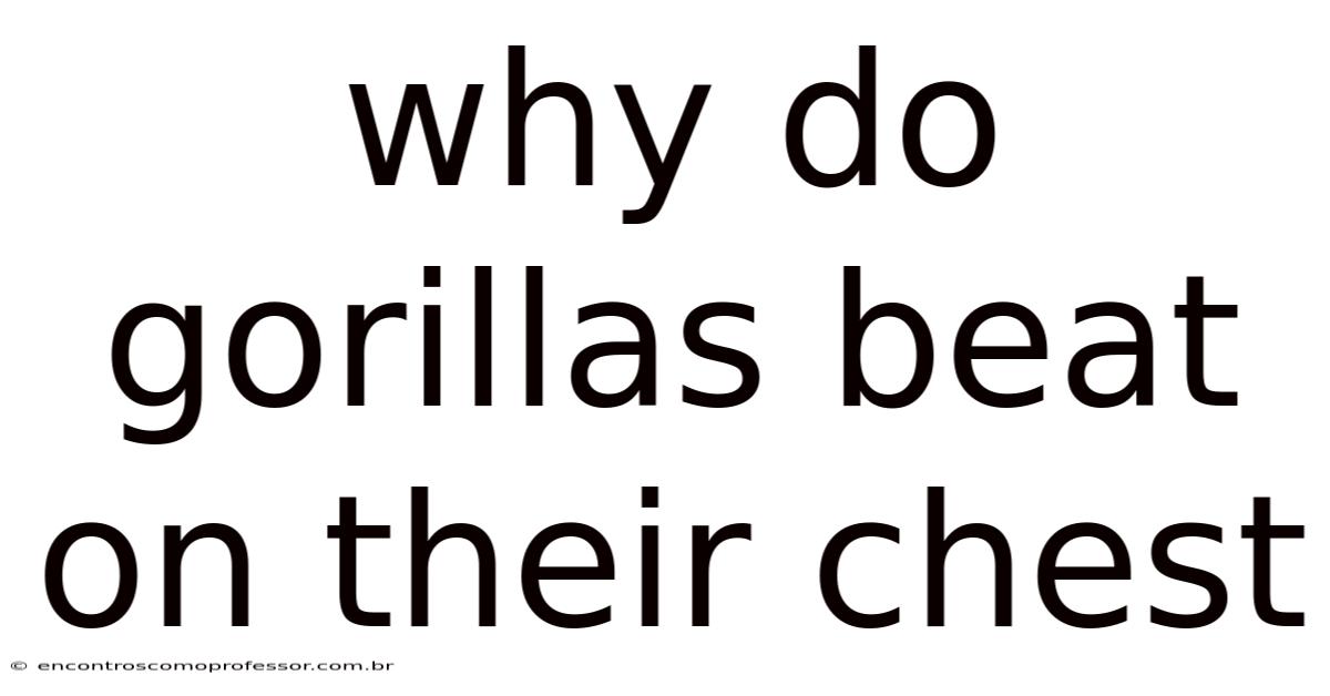 Why Do Gorillas Beat On Their Chest
