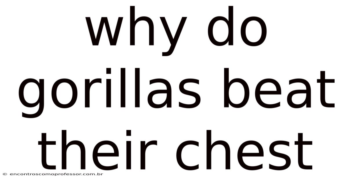 Why Do Gorillas Beat Their Chest