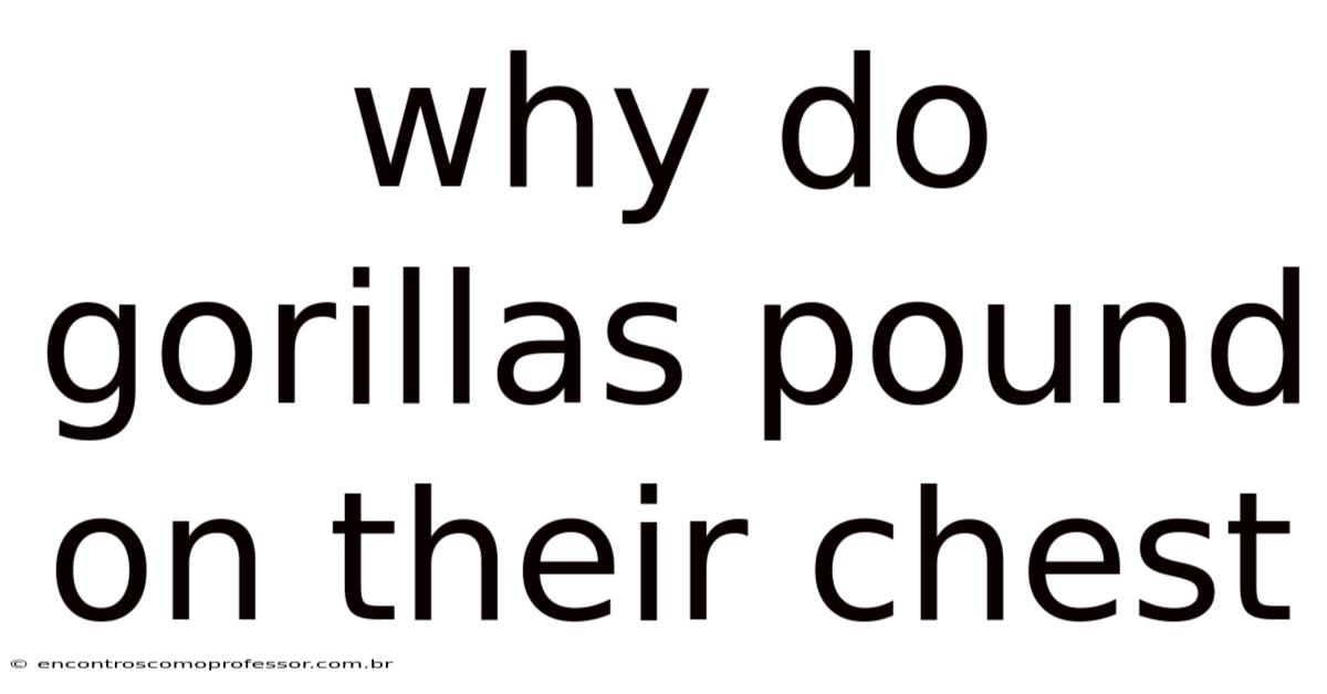 Why Do Gorillas Pound On Their Chest